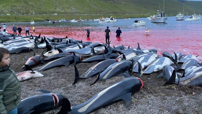 Denmark 1400 dolphins killed in Faroe Islands Photos goes viral