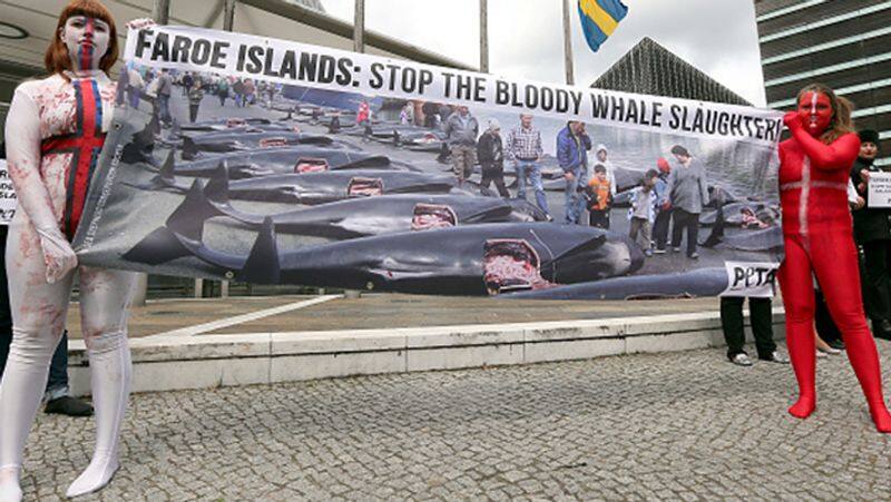 Denmark 1400 dolphins killed in Faroe Islands Photos goes viral