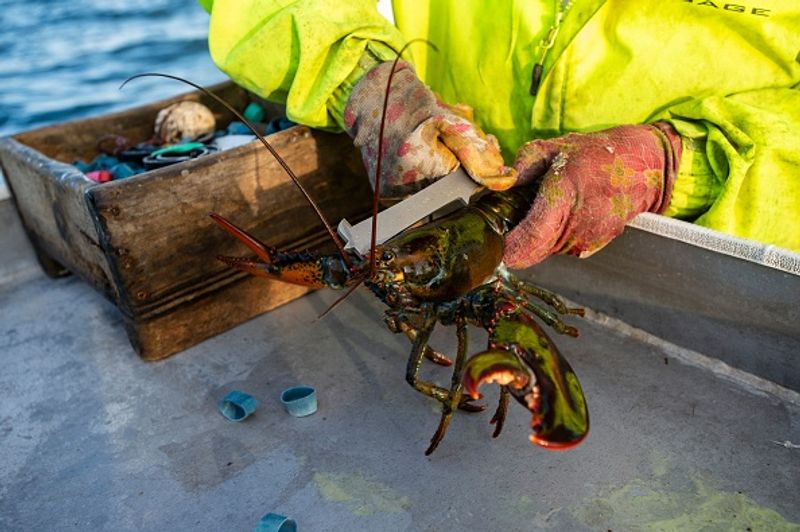 Virginia Oliver 101 year old woman still hauling lobsters