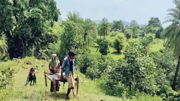family took the 75 year old woman on a bunk on a three kilometre hill to take pension family took the 75 year old woman on a bunk on a three kilometre hill to take pension