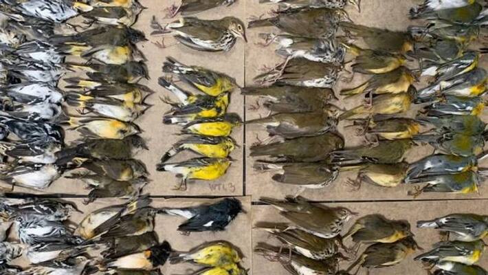 migrating song birds died by crash into skyscrapers migrating song birds died by crash into skyscrapers