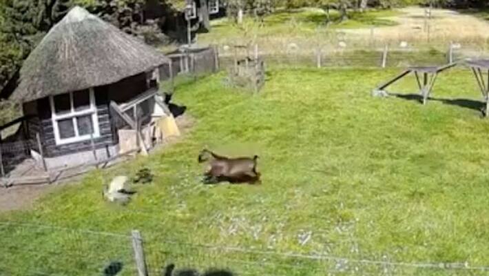 Goat and rooster team up to save chicken from a hawk; heroic video gathers over 4 million views-tgy Goat and rooster team up to save chicken from a hawk; heroic video gathers over 4 million views-tgy