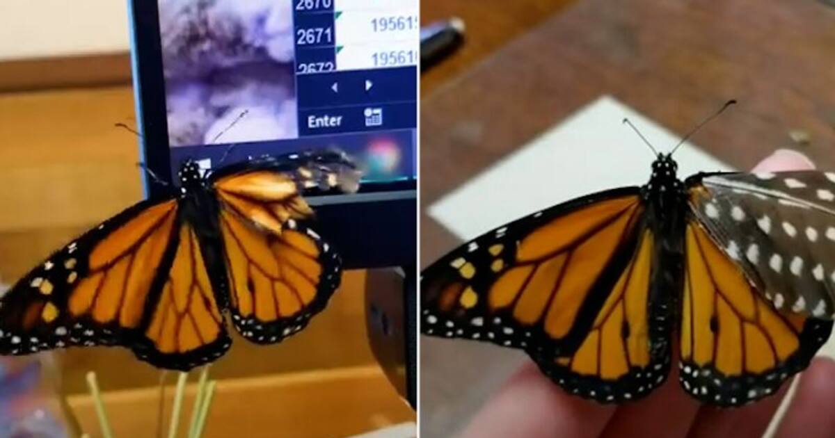 Ever thought of caring a butterfly’s broken wing? Watch the video to