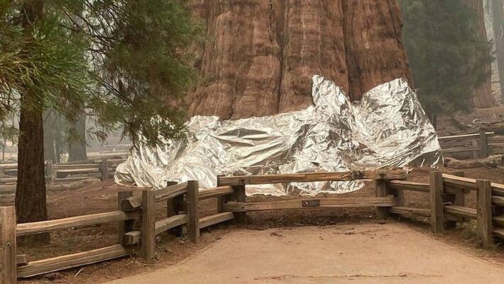 Firefighters wraps around worlds largest trees in california Firefighters wraps around worlds largest trees in california