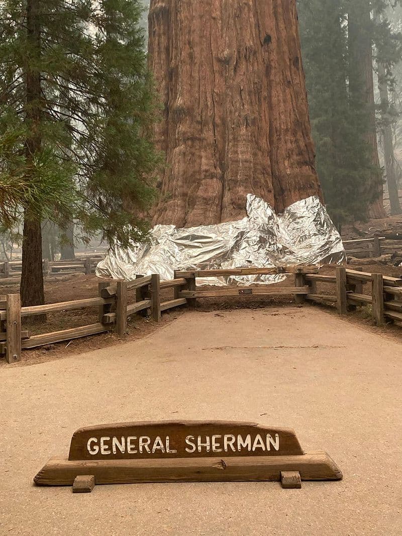 Firefighters wraps around worlds largest trees in california