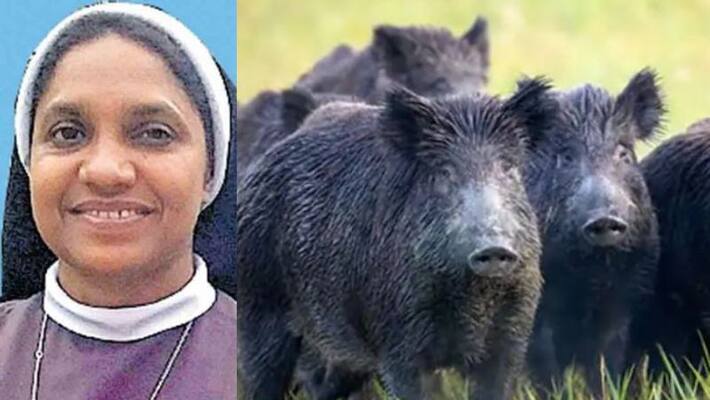 nun include in highcourt list whom gets permission to kill wild boar in wayanad and calicut nun include in highcourt list whom gets permission to kill wild boar in wayanad and calicut