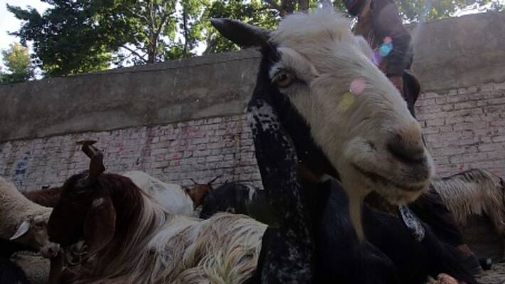 unknown animal attack goats in kolancherry farmers protest unknown animal attack goats in kolancherry farmers protest