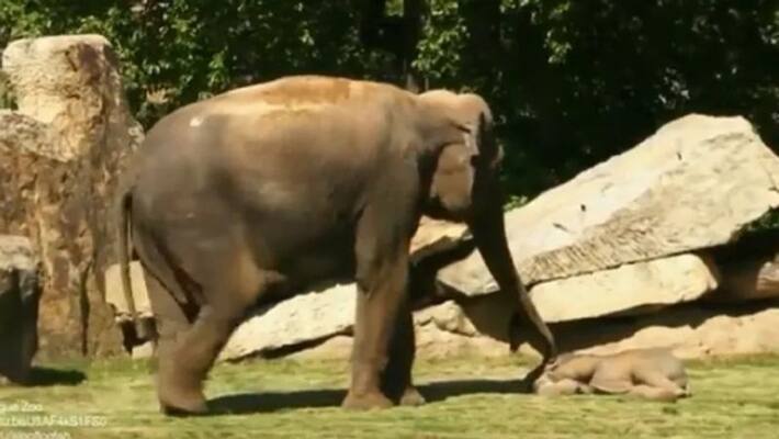 Elephant mother fails to wake her baby up from sleep Elephant mother fails to wake her baby up from sleep