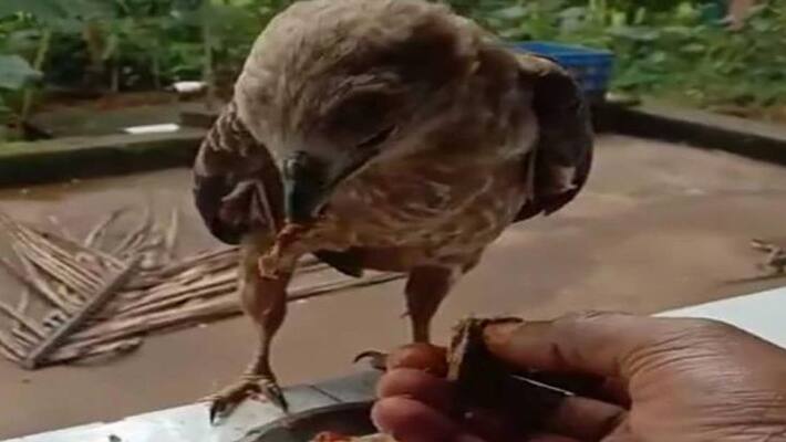 eagle make nuisance in Kanhangad eagle make nuisance in Kanhangad