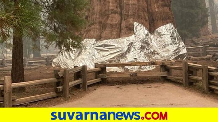 World largest tree wrapped in fire resistant blanket as California blaze creeps closer pod World largest tree wrapped in fire resistant blanket as California blaze creeps closer pod