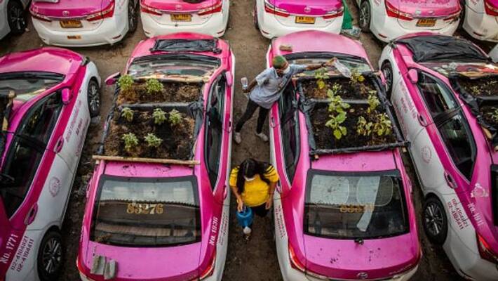 vegetable garden on taxis in Bangkok vegetable garden on taxis in Bangkok