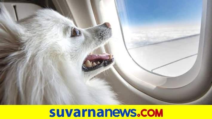 Dog owner books entire Air India business class cabin for pet dpl Dog owner books entire Air India business class cabin for pet dpl