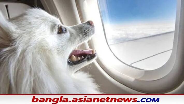 viral news dog owner books air India flights entire business class cabin for their pet bsm viral news dog owner books air India flights entire business class cabin for their pet bsm