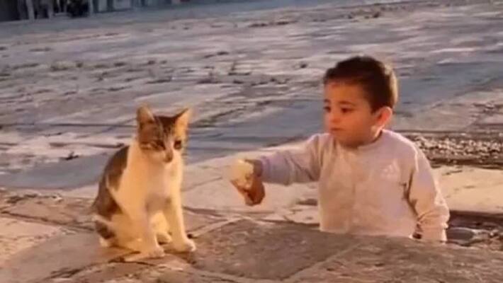 kid share his food with cat viral video kid share his food with cat viral video