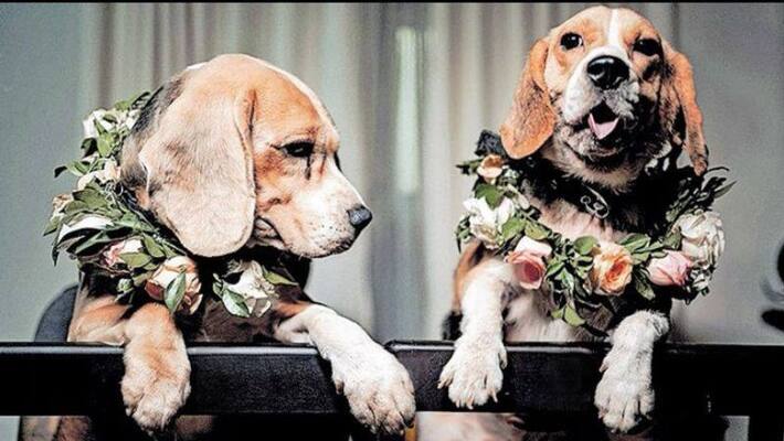 A Gurugram couple performs entire wedding rites for their pet dogs A Gurugram couple performs entire wedding rites for their pet dogs
