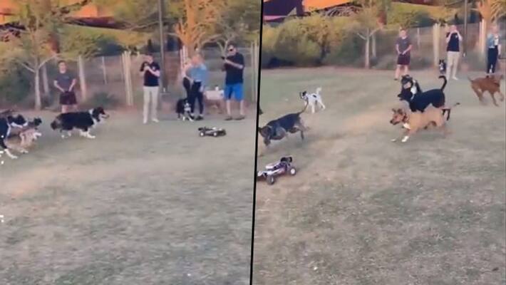 Dogs chasing a remote-controlled car amazed netizens; watch video - gps Dogs chasing a remote-controlled car amazed netizens; watch video - gps