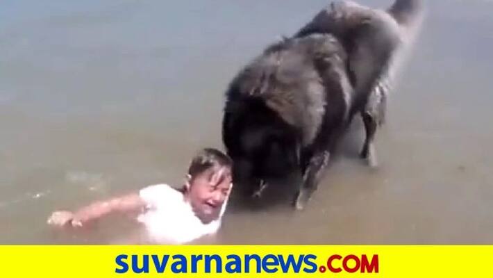 Dog Saved Baby In Beach Video Goes Viral pod Dog Saved Baby In Beach Video Goes Viral pod