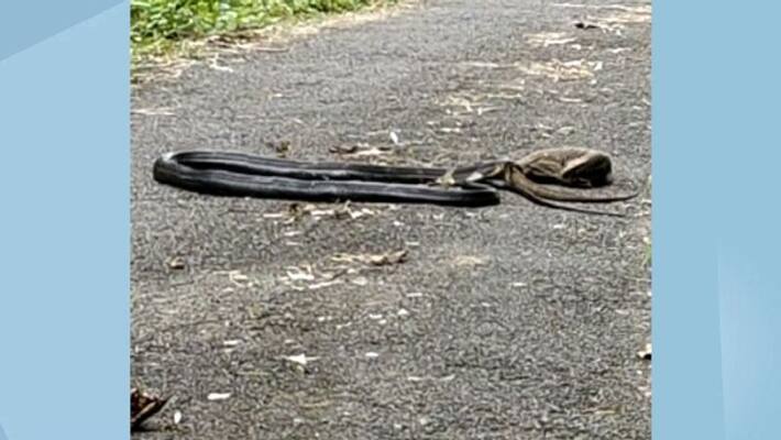King Cobra and Monitor lizard fighting in road in Ernakulam King Cobra and Monitor lizard fighting in road in Ernakulam