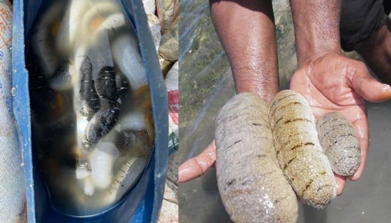 sea cucumber is widely used for food and medicine production