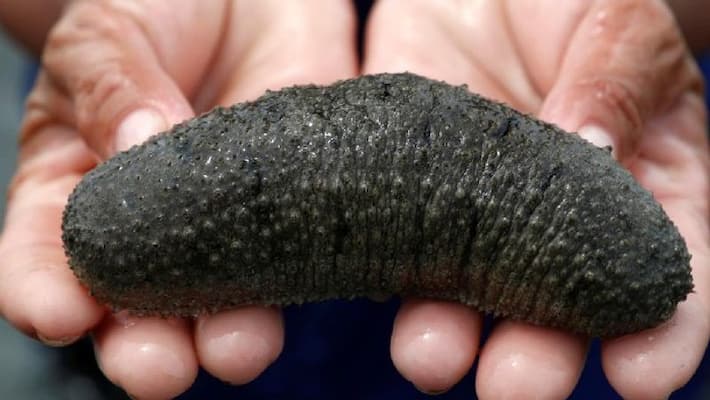 sea cucumber is widely used for food and medicine production sea cucumber is widely used for food and medicine production