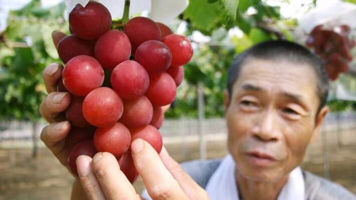 Ruby Roman grapes luxury grapes from japan Ruby Roman grapes luxury grapes from japan