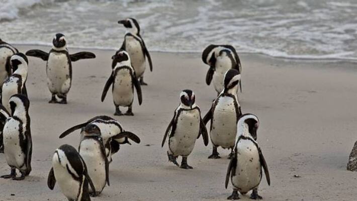 63 south african penguins killed by swarm of bees 63 south african penguins killed by swarm of bees
