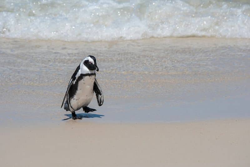 63 south african penguins killed by swarm of bees
