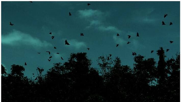 Bats and wild animals; farmers Worried Bats and wild animals; farmers Worried