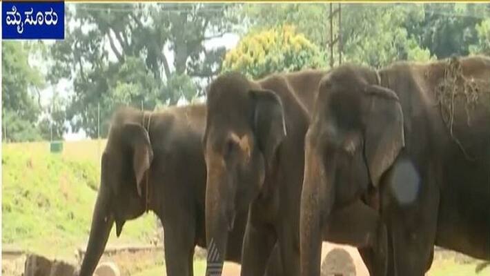 Child Killed, Mom Injured in Firing by Assam Forest Personnel Driving Away Elephants Child Killed, Mom Injured in Firing by Assam Forest Personnel Driving Away Elephants