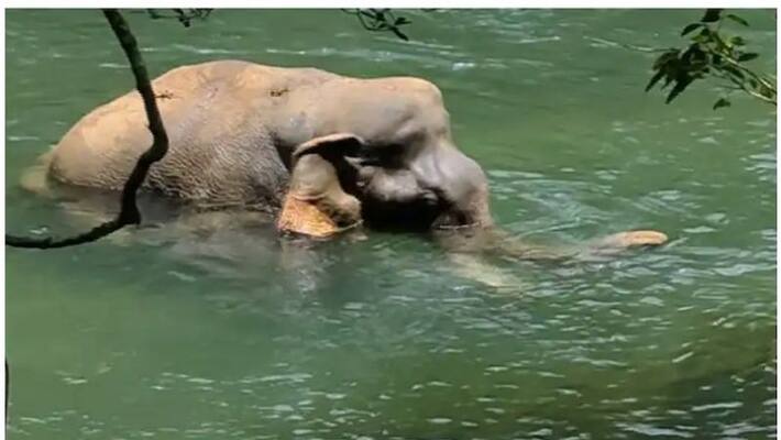 elephant death in aralam due to injury in liver and lungs elephant death in aralam due to injury in liver and lungs