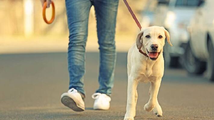 Don t feed your pet Dog these 4 things by mistake it can cause harm BDD Don t feed your pet Dog these 4 things by mistake it can cause harm BDD