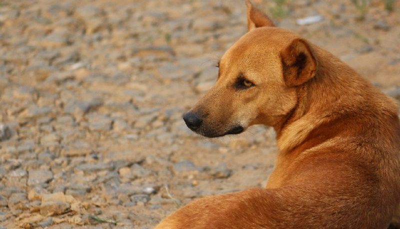 Police have arrested an elderly man who kept a female dog inside the house and sexually abused the dog.