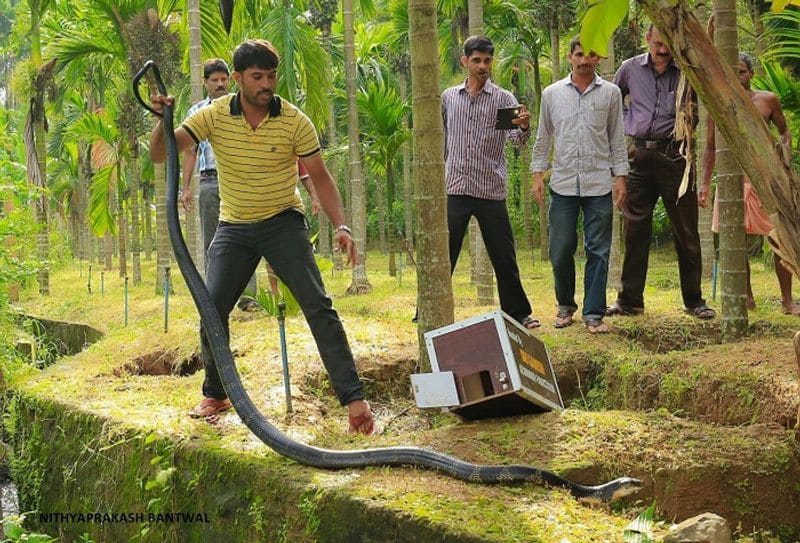 Sanke Kiran from Mangaluru saved more than 4800 snakes dpl