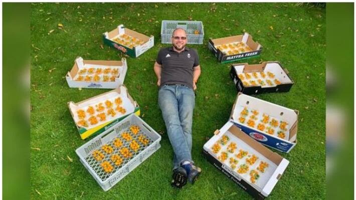 British Gardener Sets World Record By Growing 839 Tomatoes From Single Stem British Gardener Sets World Record By Growing 839 Tomatoes From Single Stem