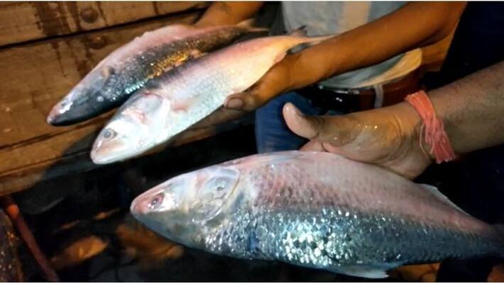 40 ton hilsa came from Bangladesh before durga puja bmm 40 ton hilsa came from Bangladesh before durga puja bmm