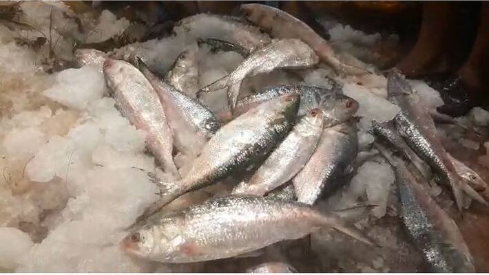 Padma hilsa reached Howrah Wholesale Fish Market today morning bmm Padma hilsa reached Howrah Wholesale Fish Market today morning bmm