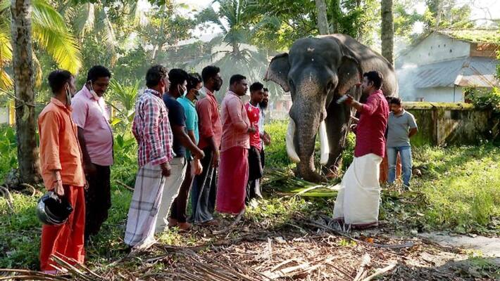 elephant with rare disease gets medicine from America elephant with rare disease gets medicine from America