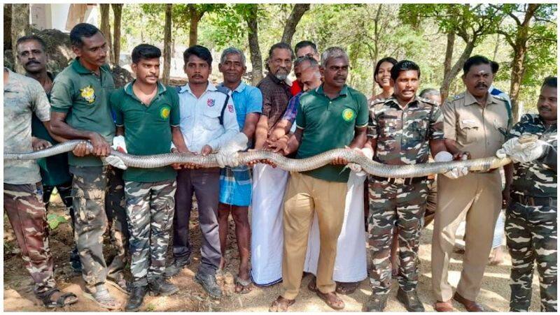 12 ft king gopra... Forest guards came near Nellai .. Do you know what happened after that ..?