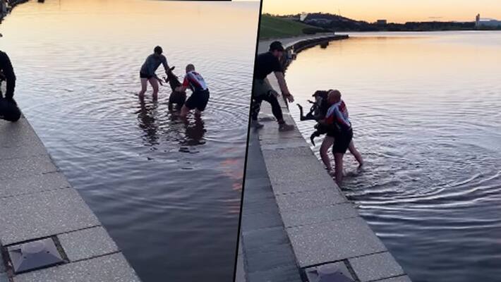 Kangaroo stranded in lake saved by citizens in Australia's Canberra; watch video - gps Kangaroo stranded in lake saved by citizens in Australia's Canberra; watch video - gps