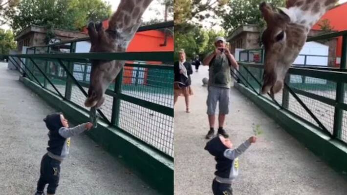 Adorable viral Video of Baby feeds giraffe at a zoo Adorable viral Video of Baby feeds giraffe at a zoo