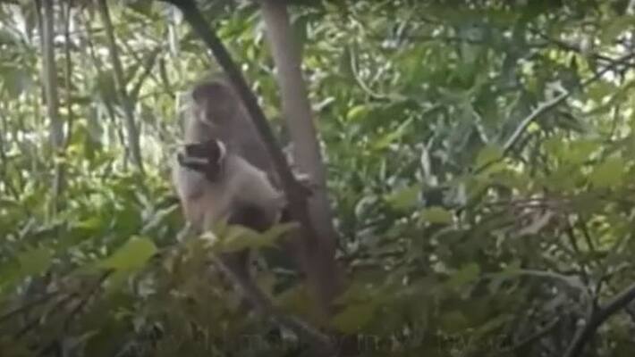Puppy rescued after wild monkey kidnapped it and held it hostage for 3 days Malaysia ckm Puppy rescued after wild monkey kidnapped it and held it hostage for 3 days Malaysia ckm