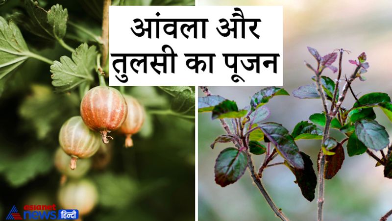 Astrology worshiping these trees may help in solving our problems
