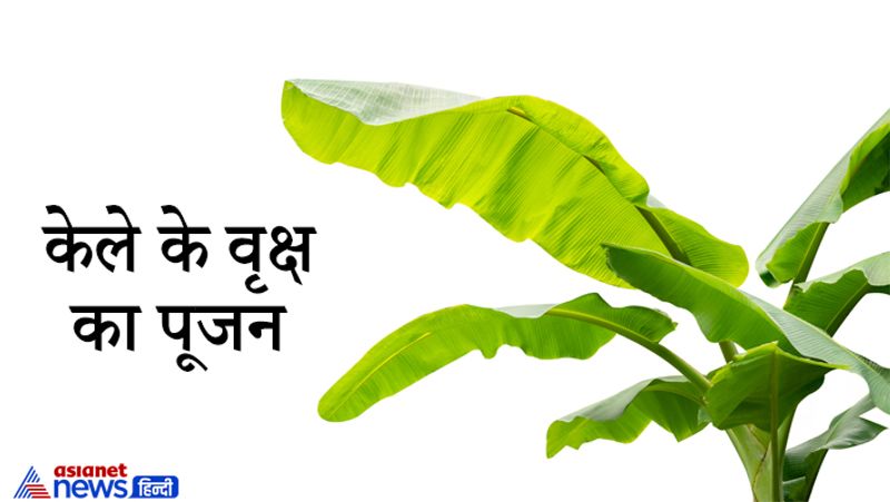 Astrology worshiping these trees may help in solving our problems