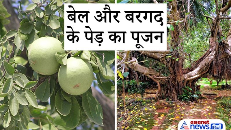 Astrology worshiping these trees may help in solving our problems