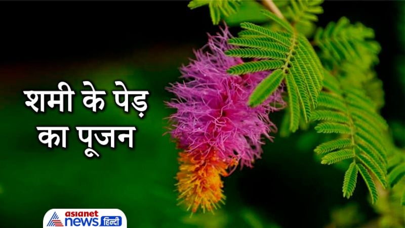 Astrology worshiping these trees may help in solving our problems