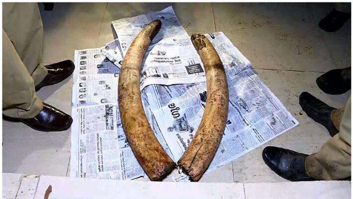 ivory was found hidden in Idukki forest ivory was found hidden in Idukki forest