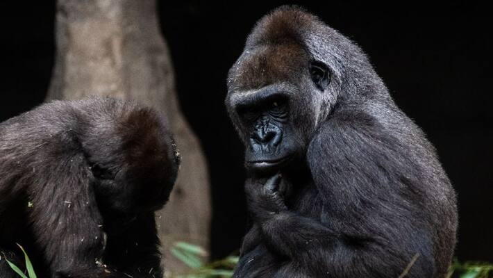 bonobs stun visitors with unexpected display of mutual affection in nyc zoo bonobs stun visitors with unexpected display of mutual affection in nyc zoo