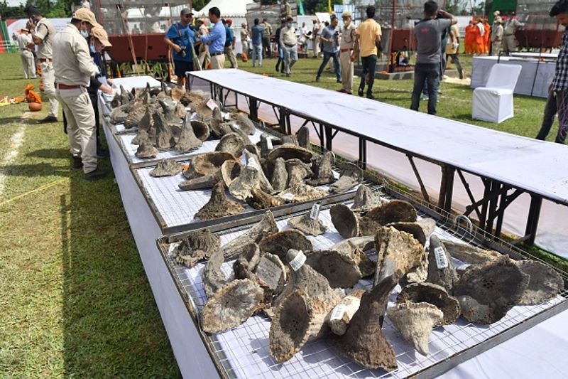 Assam government has set fire to the worlds largest collection of rhino horns
