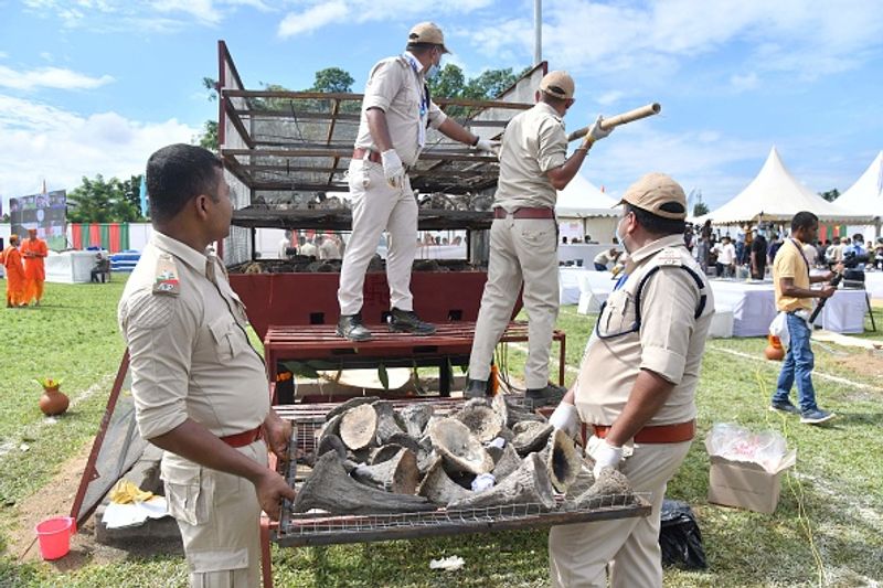 Assam government has set fire to the worlds largest collection of rhino horns