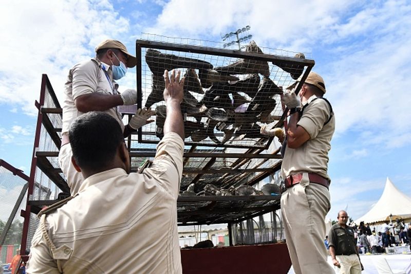 Assam government has set fire to the worlds largest collection of rhino horns
